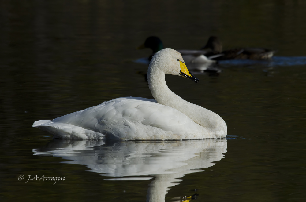 Cisne cantor, Cygnus cygnus, Whooper Swan Cisne cantor, Cygnus cygnus, Whooper Swan