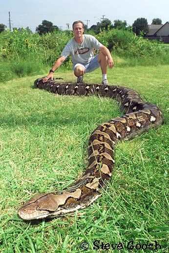 gambar ular - gambar ular