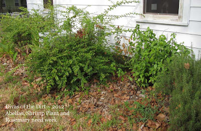 Divasofthedirt, shrubs need work