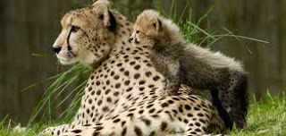 Zoo Animals - Cheetah