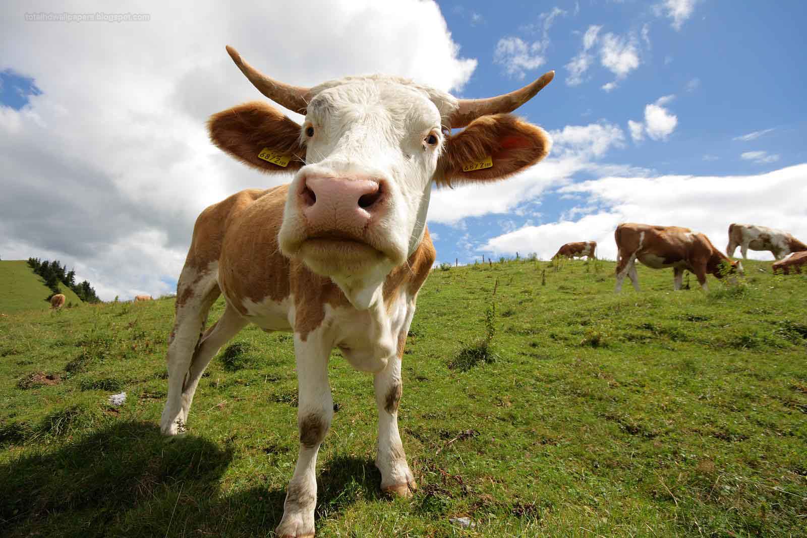 Beautiful Wallpapers for Desktop: Cow Wallpapers hd