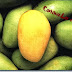 MANGGA DAN BERAGAM MANFAATNYA