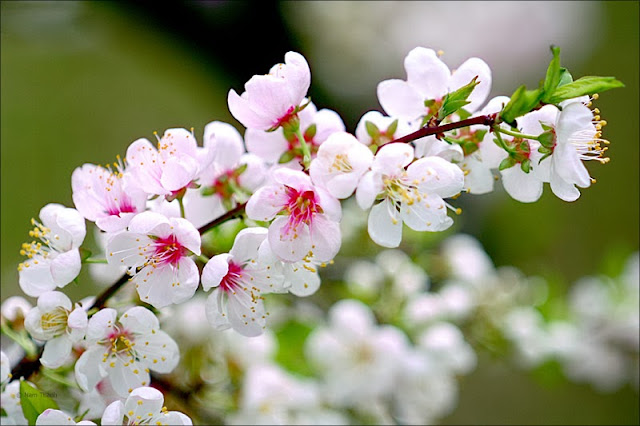 Những hình ảnh đẹp về mùa xuân | Ảnh hoa mai hoa đào nở rộ