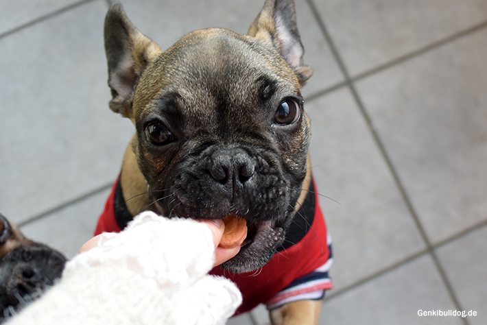 Frischkäse Kekse Rezep für Hunde Frischkäse Kekse Rezep für Hunde