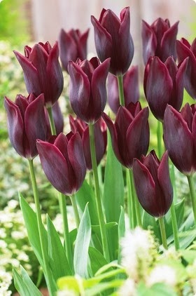 shop land garden at www landngarden com can words shop land garden at www landngarden com can words