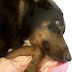 MIra causas de heces con sangre en perros
