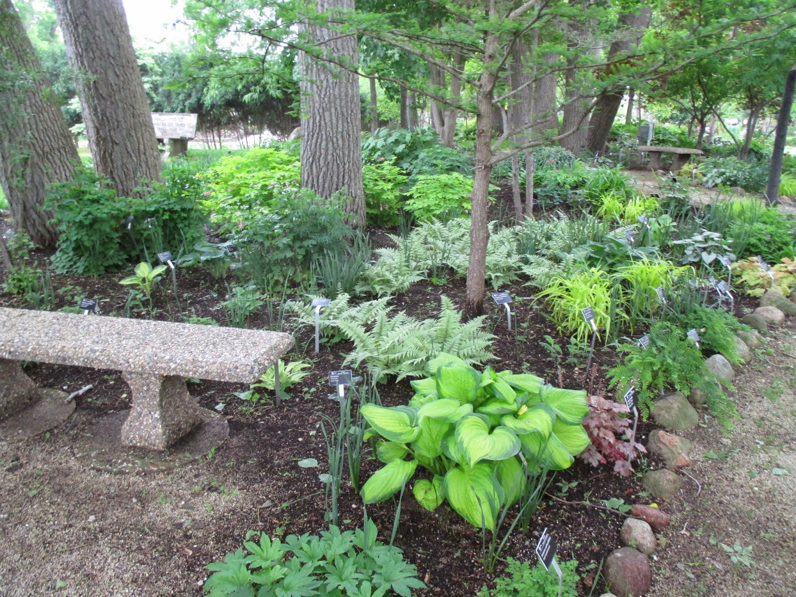 Denver Landscape Plants Weigela