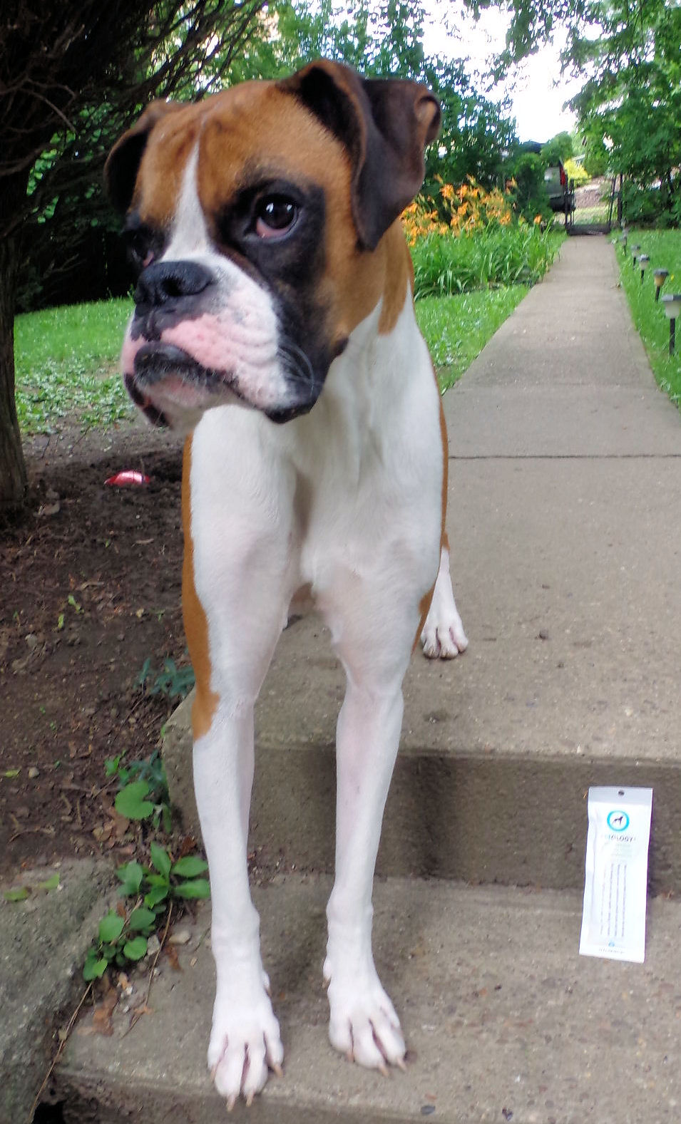 Dog Madness Petology Shampoos Combines Nature And Technology To