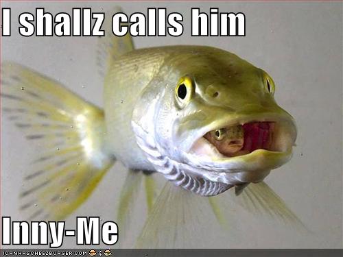 funny fishes pictures