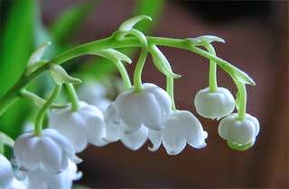 [Image: lily-of-the-valley.jpg]