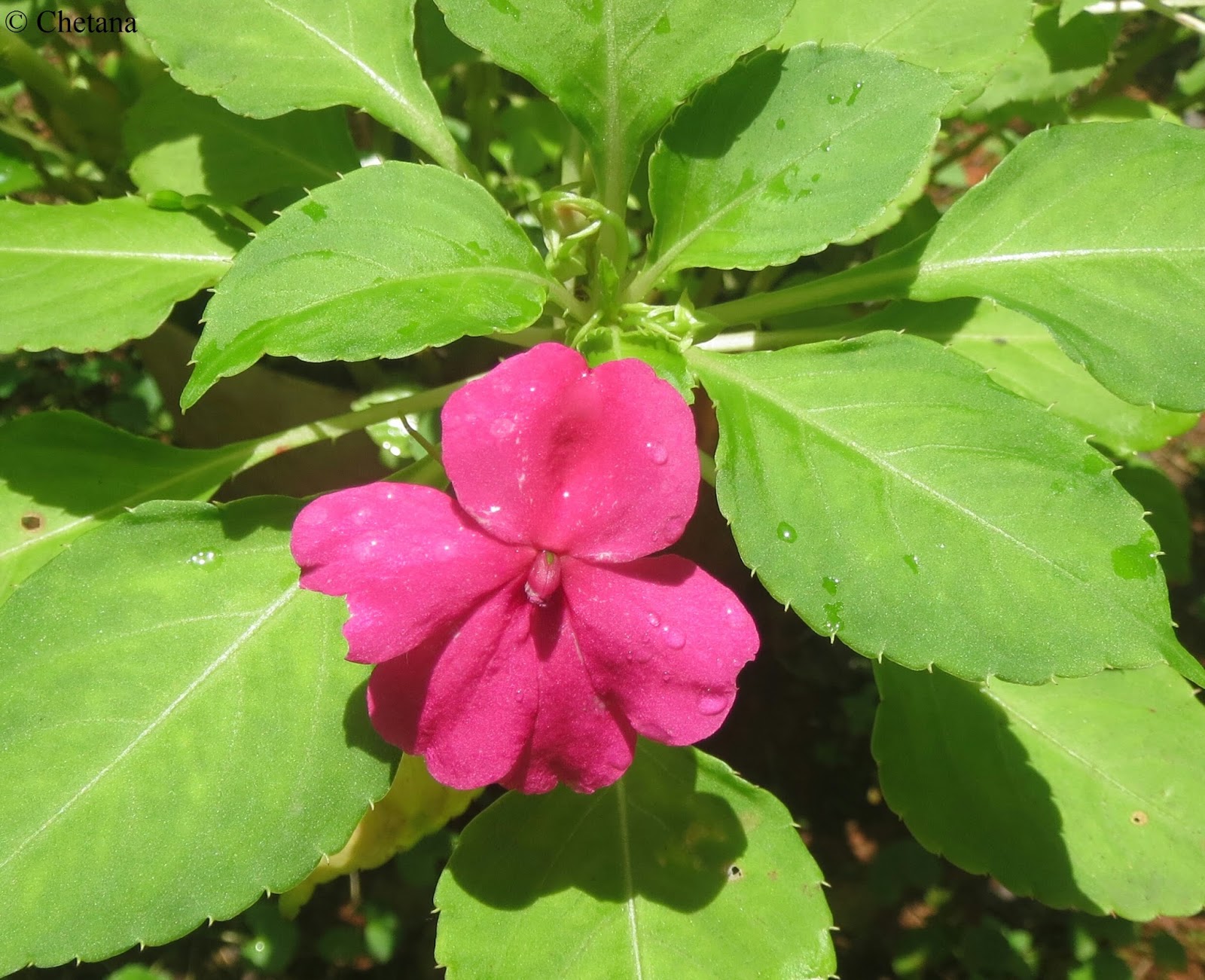 Prayanika The Journey ******* Beautiful, Offbeat, Roadside Flowers