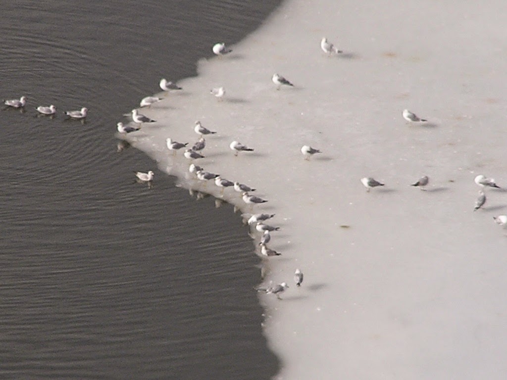 Seagulls on Ice