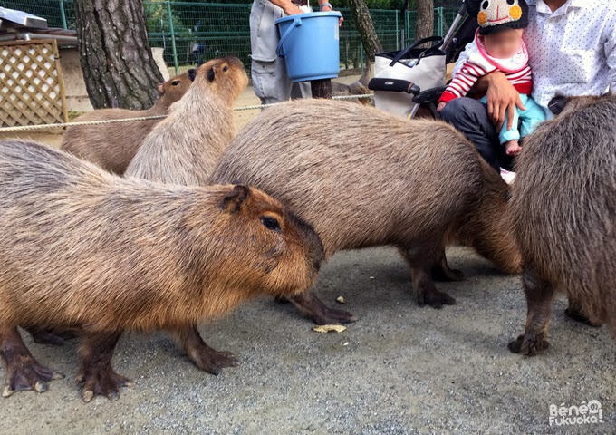 Kapibara du zoo de Umi no naka-michi, Fukuoka Kapibara du zoo de Umi no naka-michi, Fukuoka
