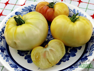 white tomatoes biały pomidor na talerzu