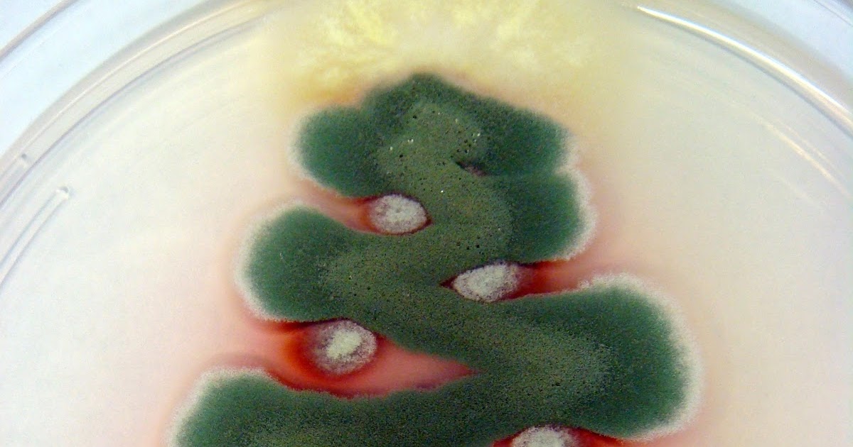 UltraGross This is a Christmas tree made from fungus.