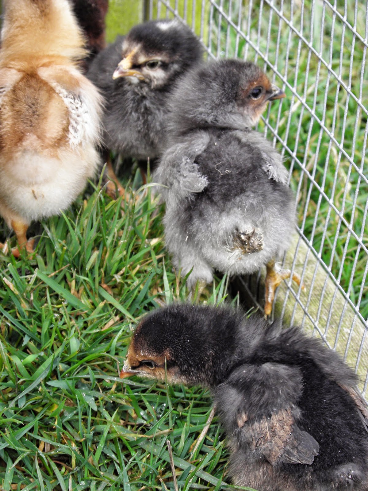 Flyte so Fancy Broody Coop with 2m Run Hatching Chicks