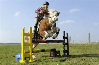 A Cow That Jumps Like A Horse