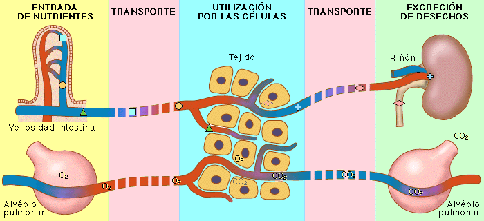 ÁREA DE CIENCIA TECNOLOGÍA Y AMBIENTE: SESIÓN N° 18: Nutrición ÁREA DE CIENCIA TECNOLOGÍA Y AMBIENTE: SESIÓN N° 18: Nutrición