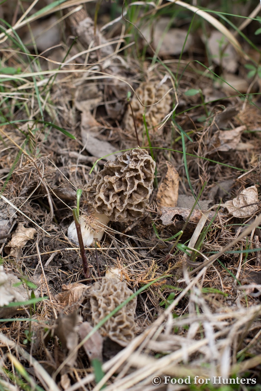Food for Hunters Venison Round Steak with Morel Mushrooms Sautéed in Cognac