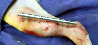 resolucion fractura tibia gato fijador externo FESSA en gatos