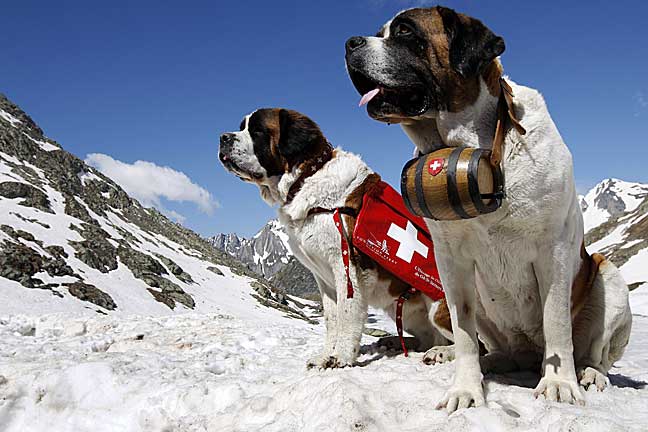 saint_bernard.jpg