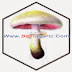 Khasiat dan Manfaat Jamur Agaricus Blazei Murril Khasiat dan Manfaat Jamur Agaricus Blazei Murril