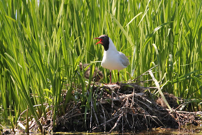 Black-headed Gull