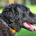 El Retriever de Pelo Rizado