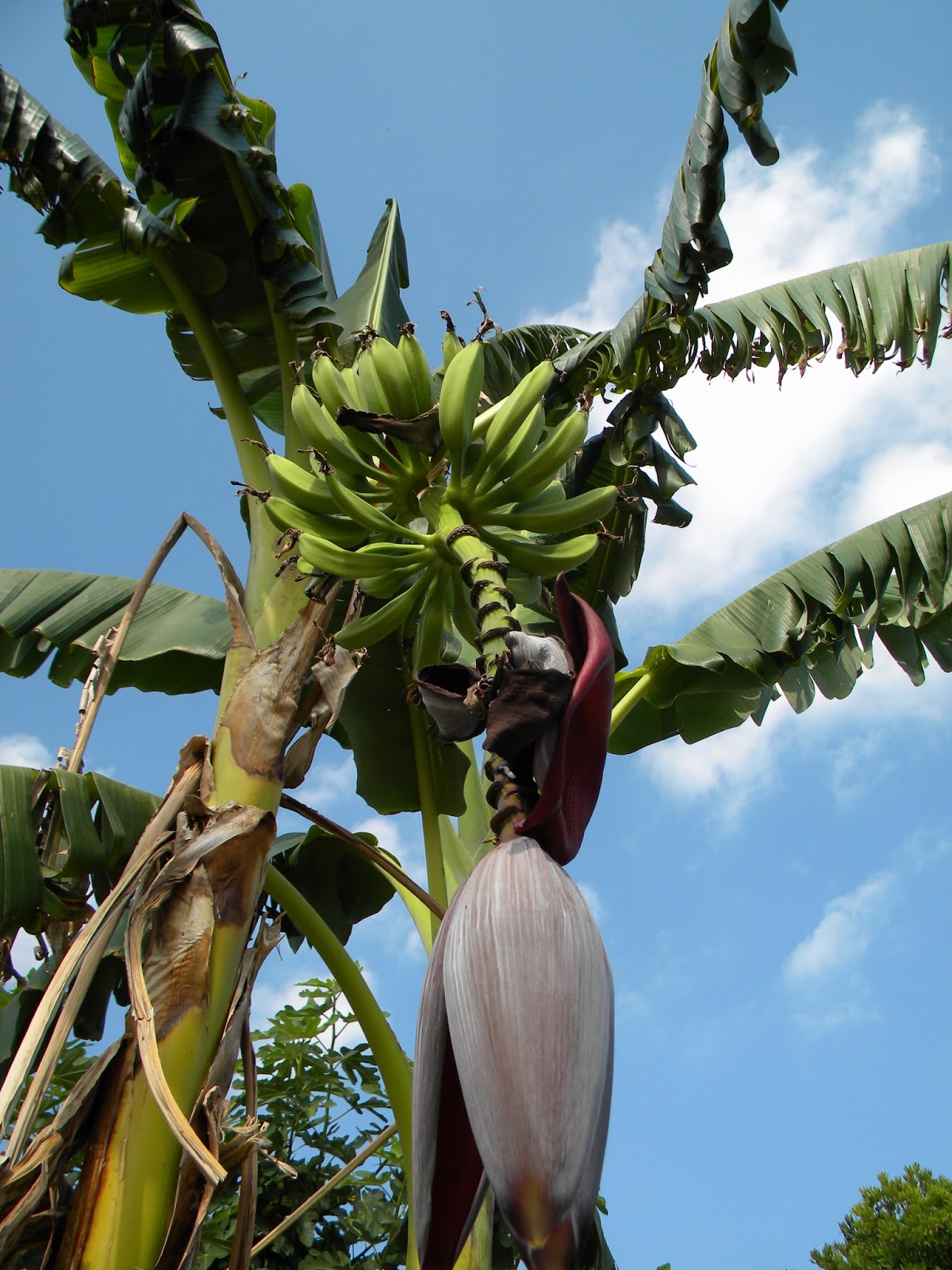 El Huerto de Tatay: La platanera en julio