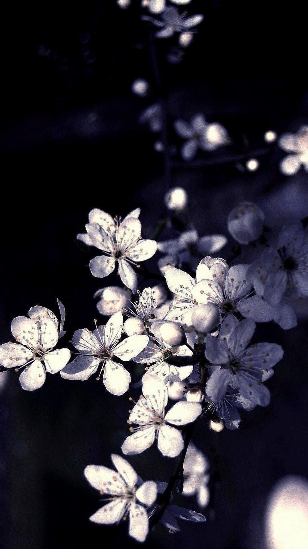 black and white apple tree flowers mobile wallpaper