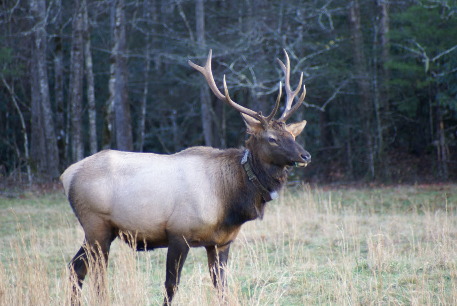 Elk | Animal Amazing & Interesting Facts | The Wildlife