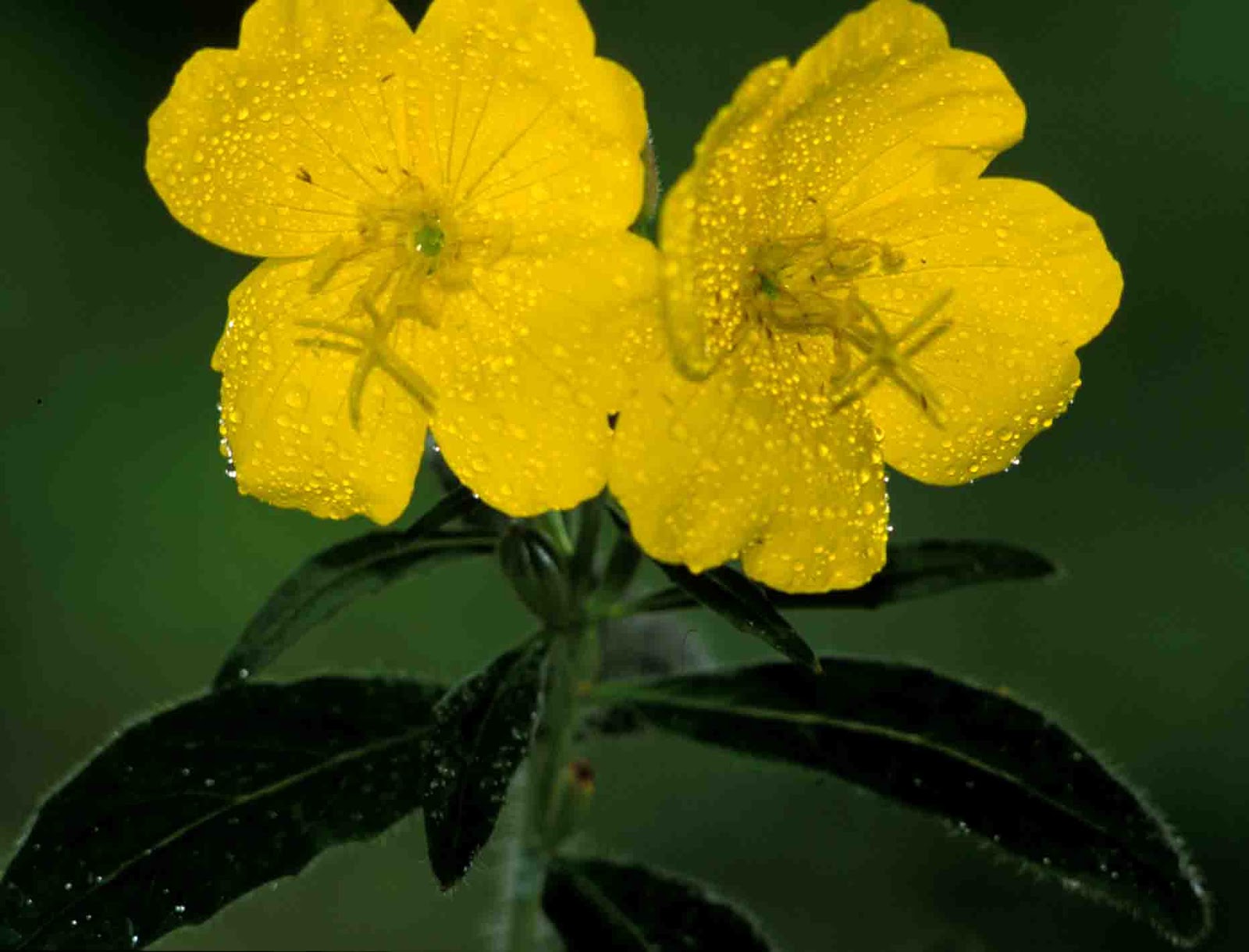 Kentucky Native Plant and Wildlife Plant of the Week Sundrops