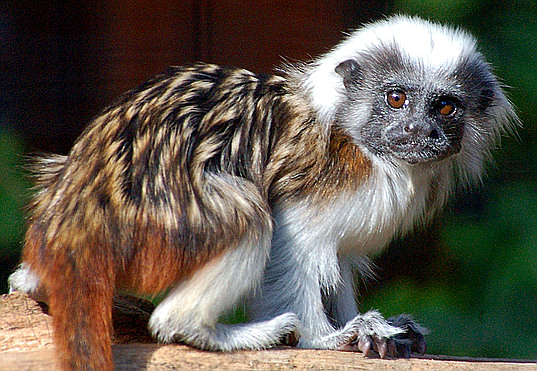 Cotton Top Monkey