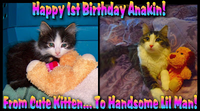 Anakin The Two Legged Cat's First Birthday