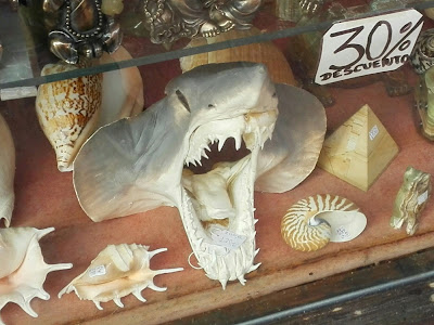 Toter Mako Hai im Schaufenster