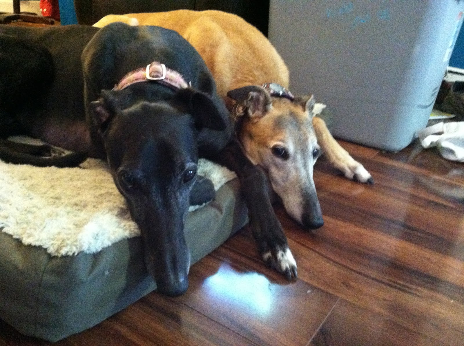 Northern Lights Greyhound Adoption Dog Blog Tails from Home Two