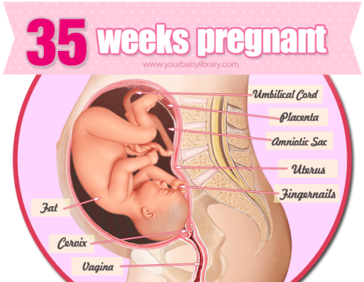 uge for uge gravid uge for uge gravid