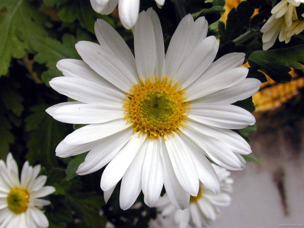 Imágenes de flores y plantas: Margarita