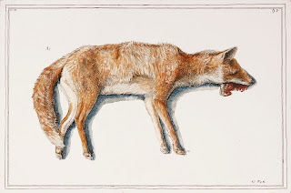 Dead Fox Road kill fox animal dead
