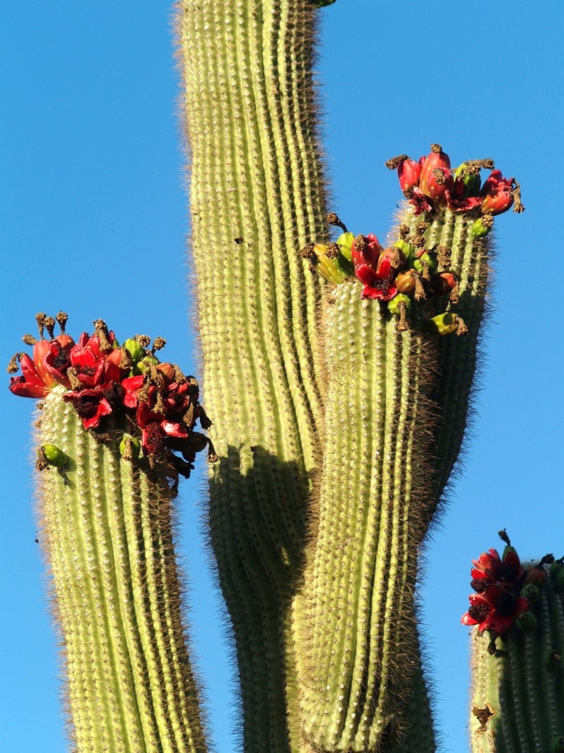 Arizona Beetles, Bugs, Birds and more Noninsect Pollinators of