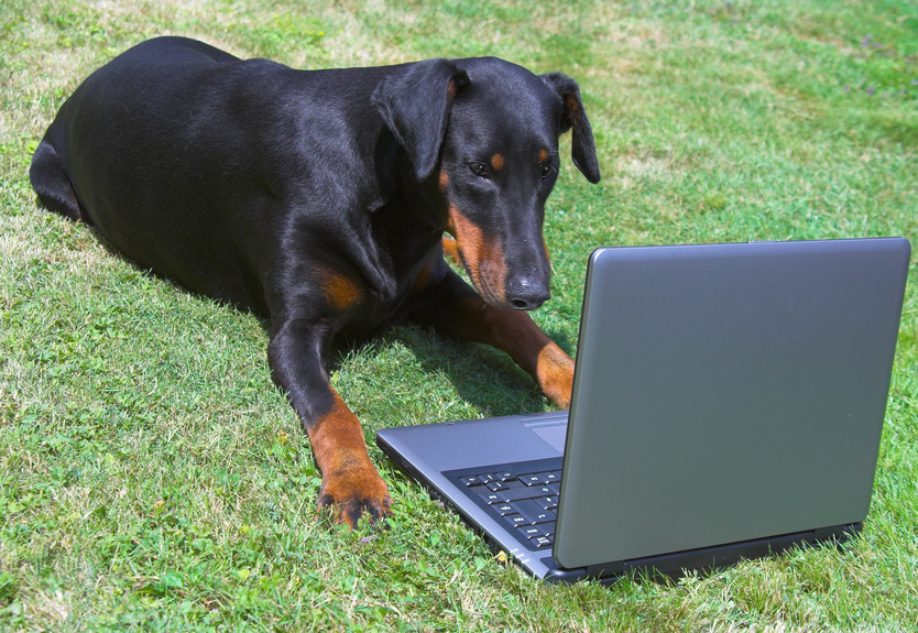 protege tu blog del spam