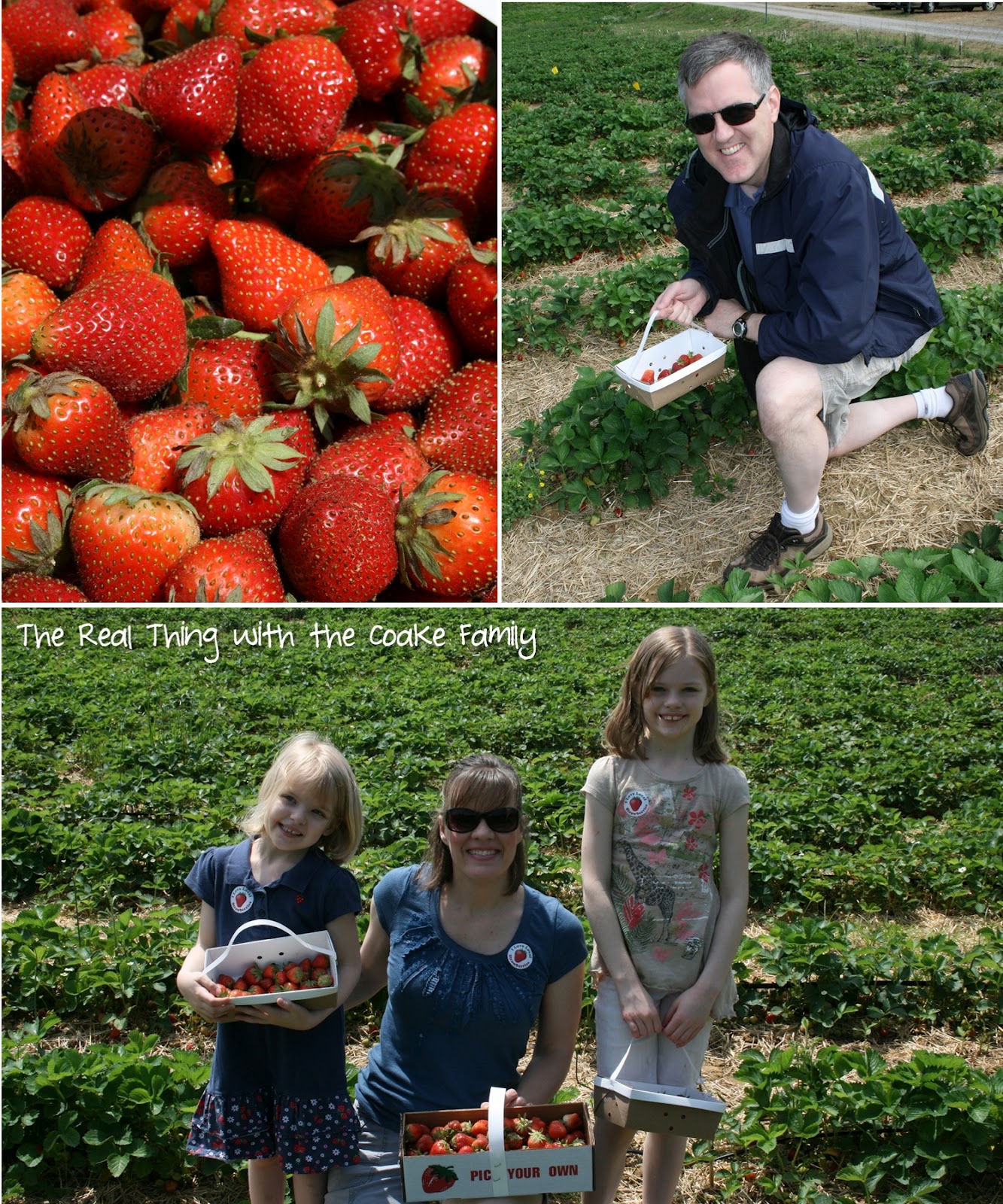 Strawberry Picking and Strawberry Sorbet The Real Thing with the