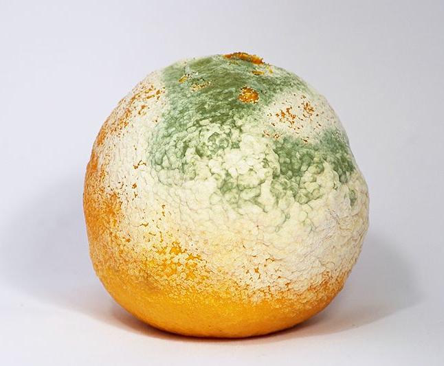 BreakMentalDown Out with the mold, in with the not dying of mycotoxin