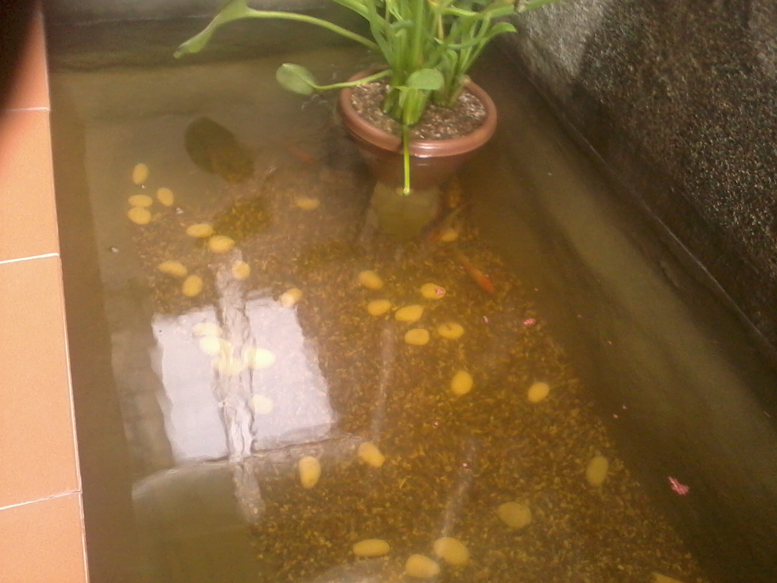 Haris Danial: Diy Kolam Ikan : Update gambar..