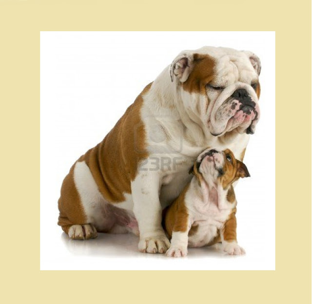 Vivir solo cuesta vida Perritos Lindos ♥