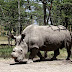 Sólo queda un rinoceronte blanco en el mundo