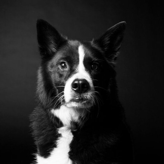 Dog Years - A fotografia de cães tiradas com anos de diferença, de Amanda Jones Amanda Jones fotografia cachorros através dos anos dog years cães idades