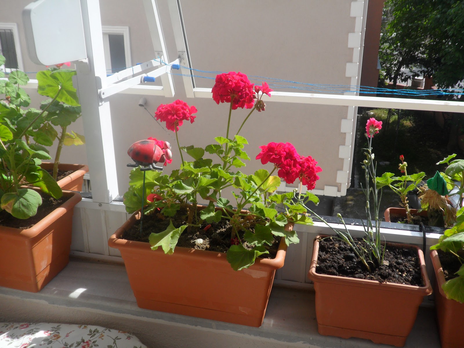 Apartment balcony flowers: wonderful balcony garden ideas to bring ...