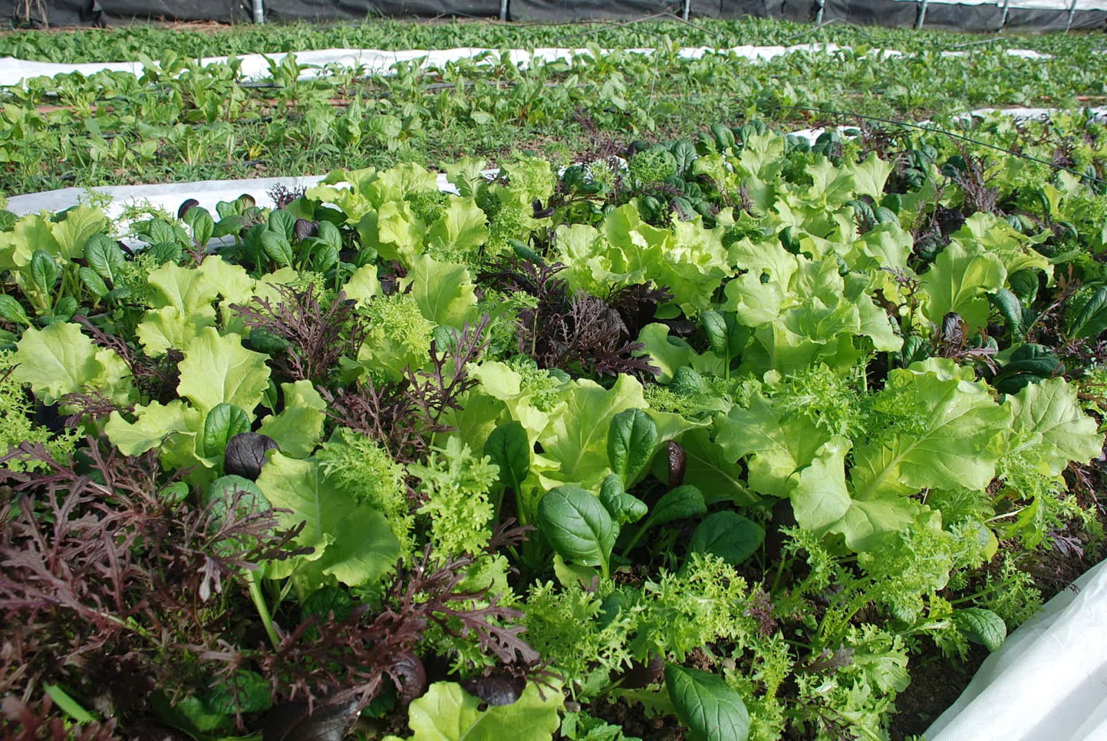 Asian Greens List