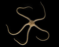 Amphipholis squamata oral whole Amphipholis squamata oral whole